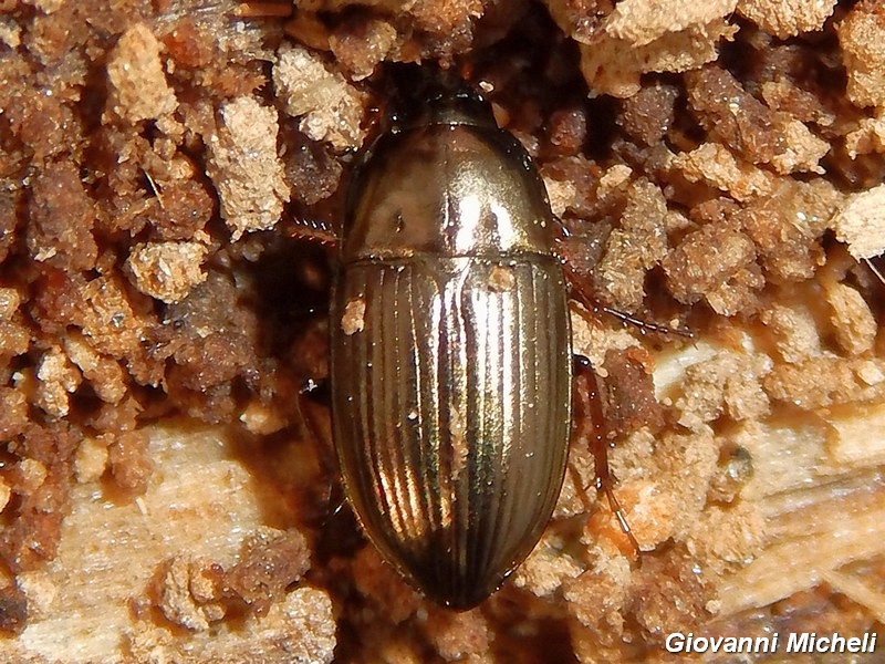 Carabidae del Parco del Ticino